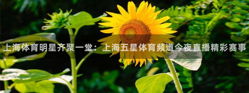 雨燕360体育nba回放